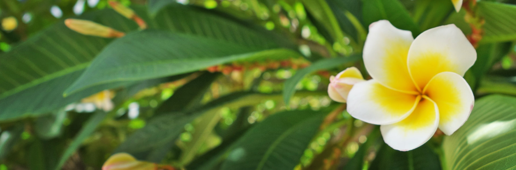 lek villa plumeria 01